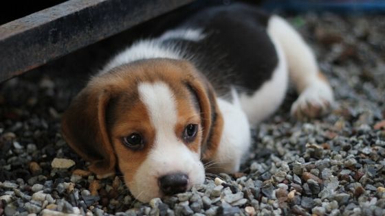 comida para cachorro doente