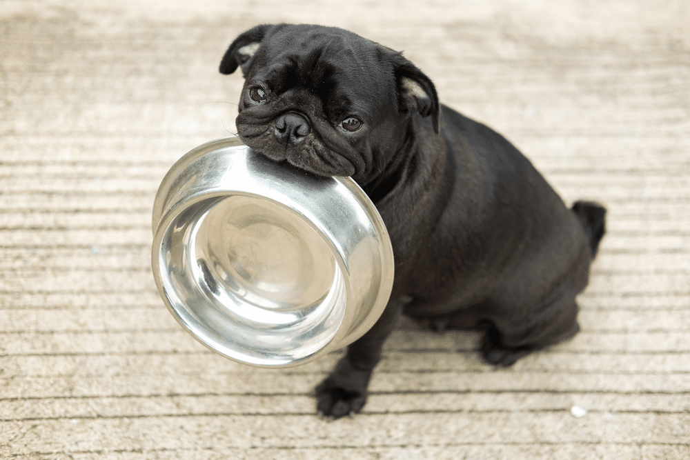 intoxicação alimentar em cães
