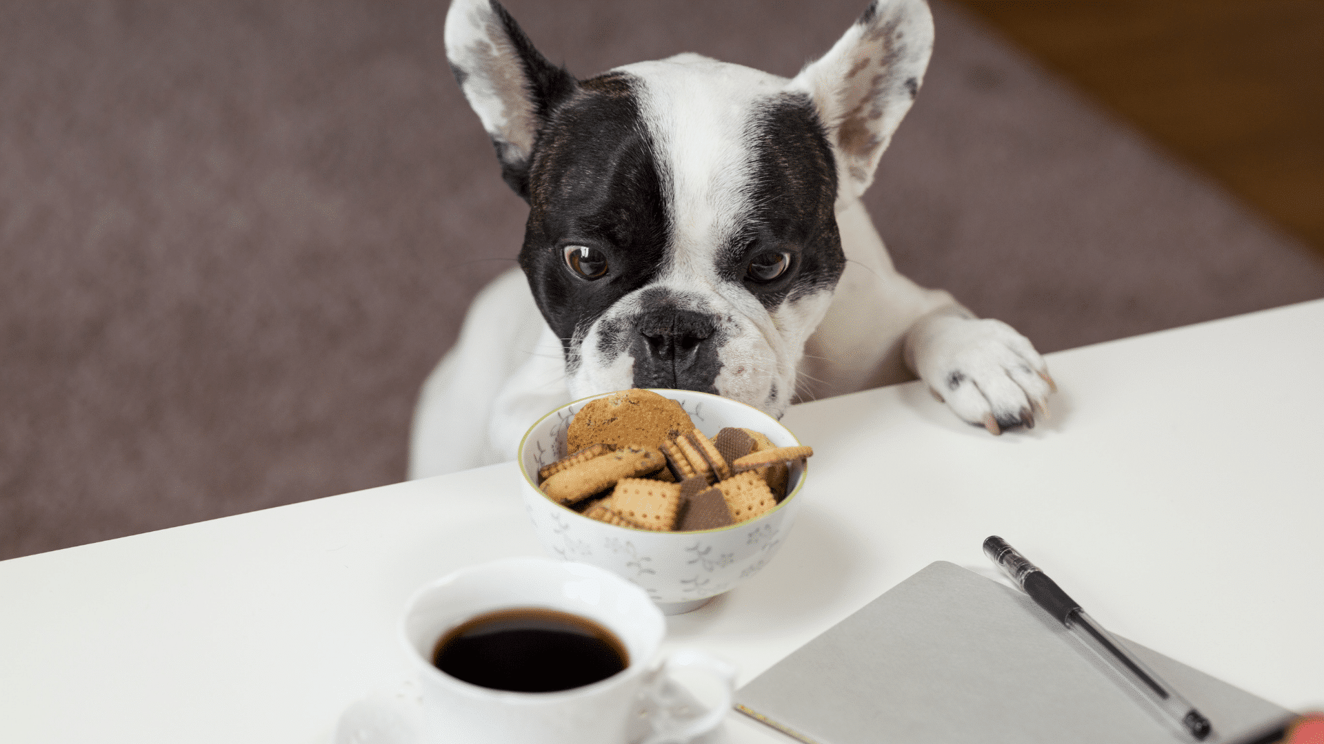 Dieta para Cães biscoitos