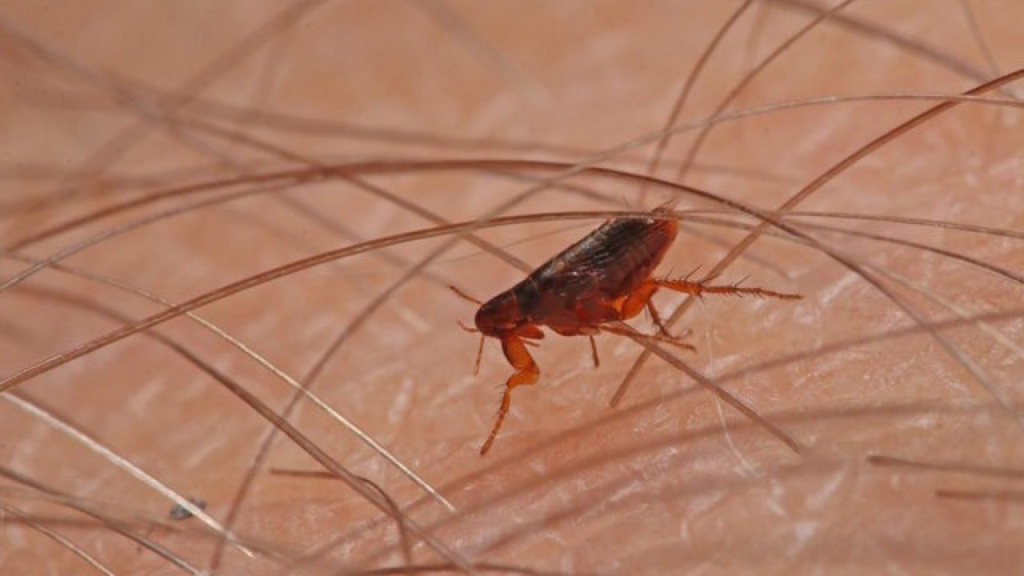 Remédios caseiros para matar pulgas 1