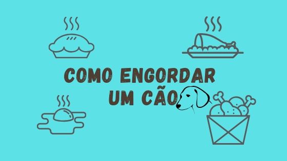 Como engordar um cão