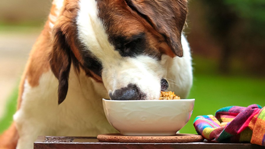 alimentação saudável para cachorro