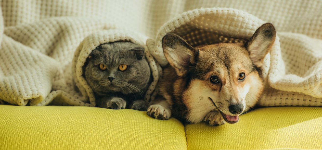 alergia alimentar em cães e gatos